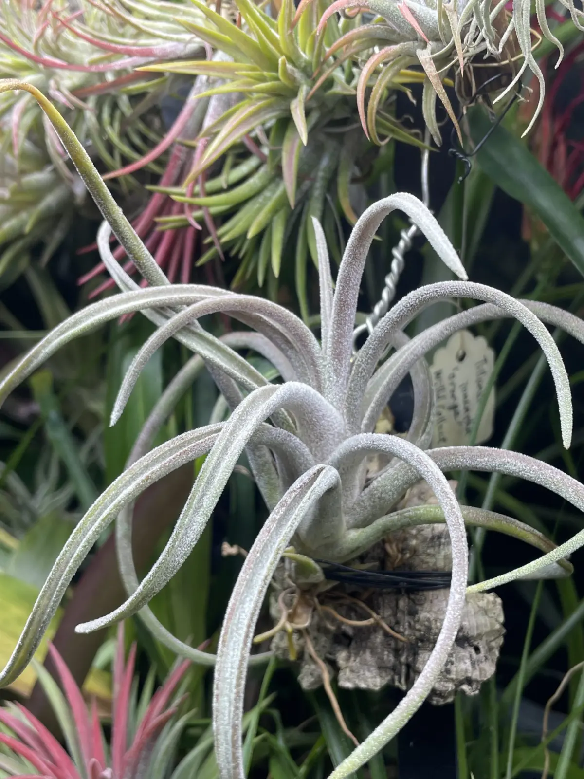 ティランジア　クラウシー