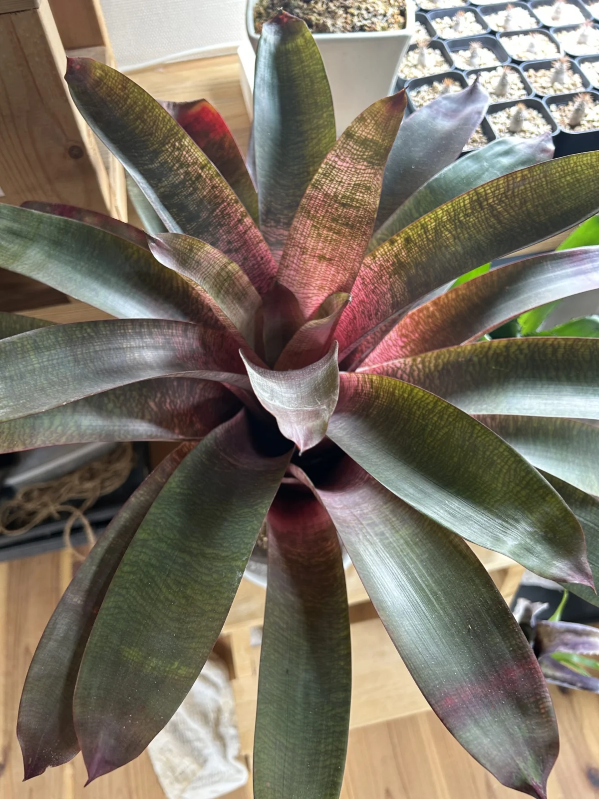 フリーセア　シャーロットシーギ