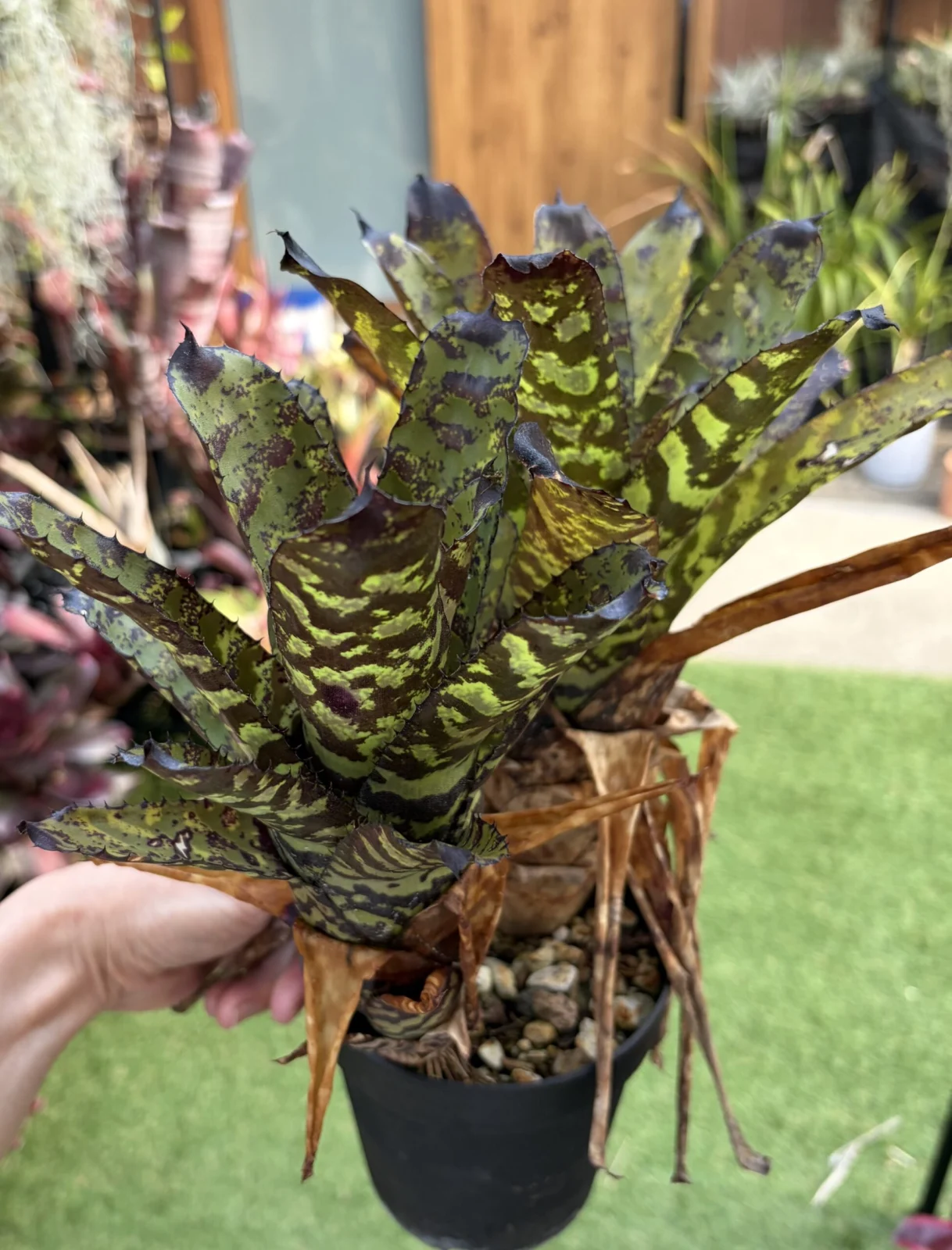 ニセ　フリーセア