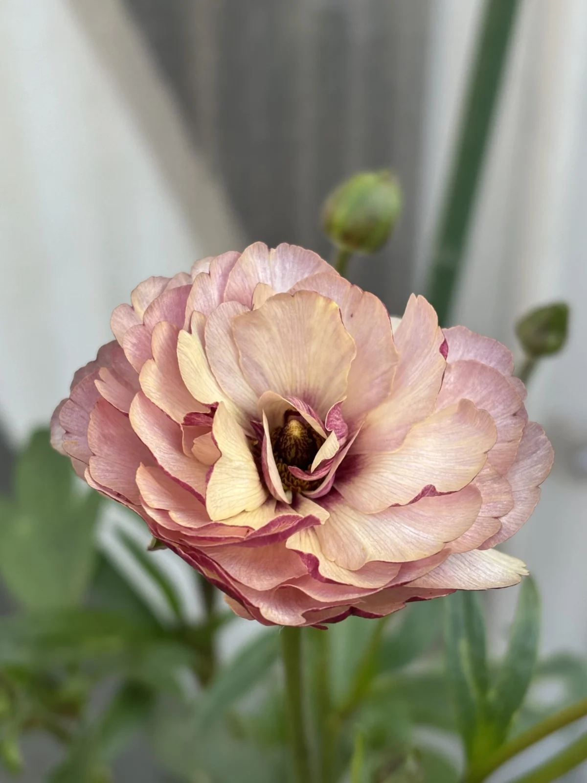 ラナンキュラスラックス アイオリア 花