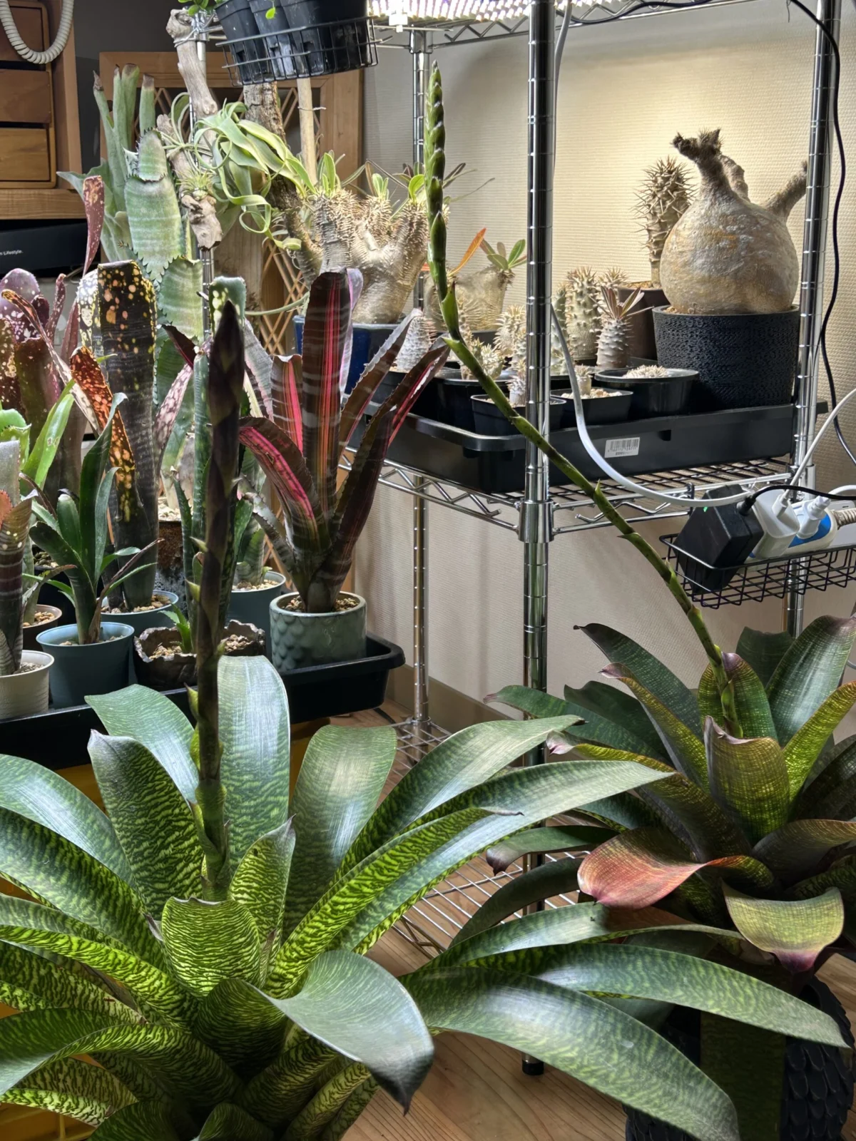 フリーセア　ミントジュレップ　と　品種不明