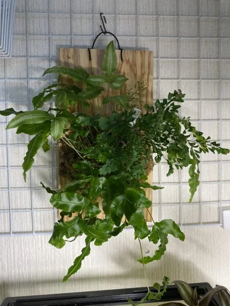 プテリス アルボリネアータ アジアンタム リサ 板付け 着生 ダサい園芸(その後)