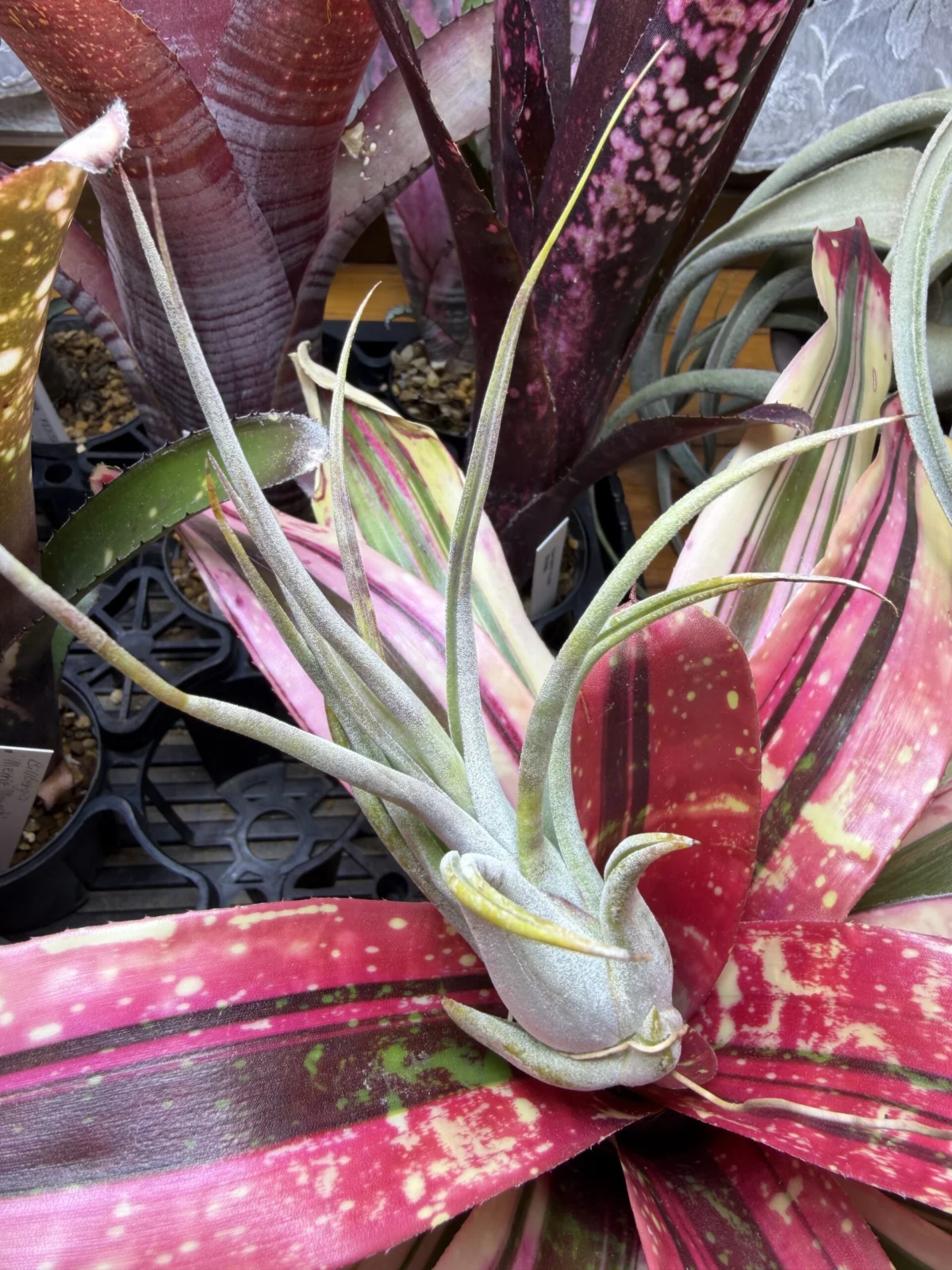 ティランジア　シルシナータ