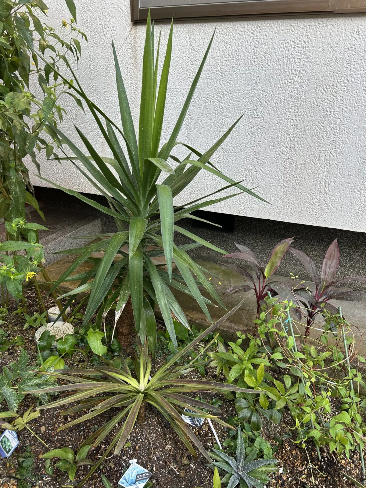 コルジリネ テンメ