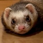 takoikaのアバター