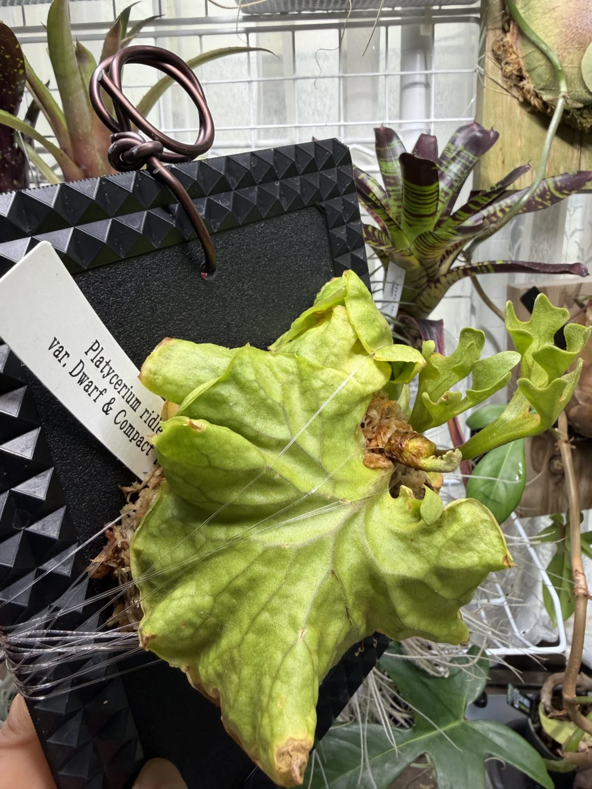 ビカクシダ　リドレイ　var. ドワーフアンドコンパクト