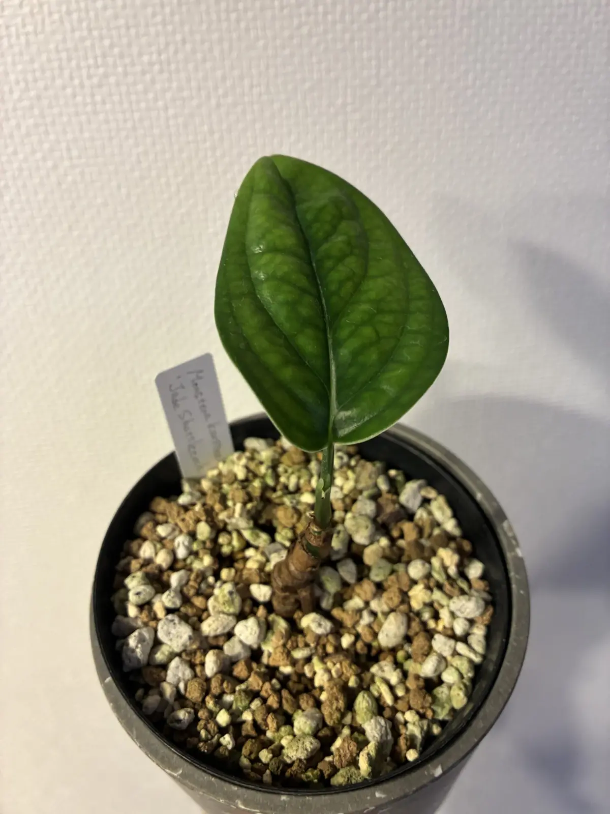 モンステラ　ジェイドシャトルコック