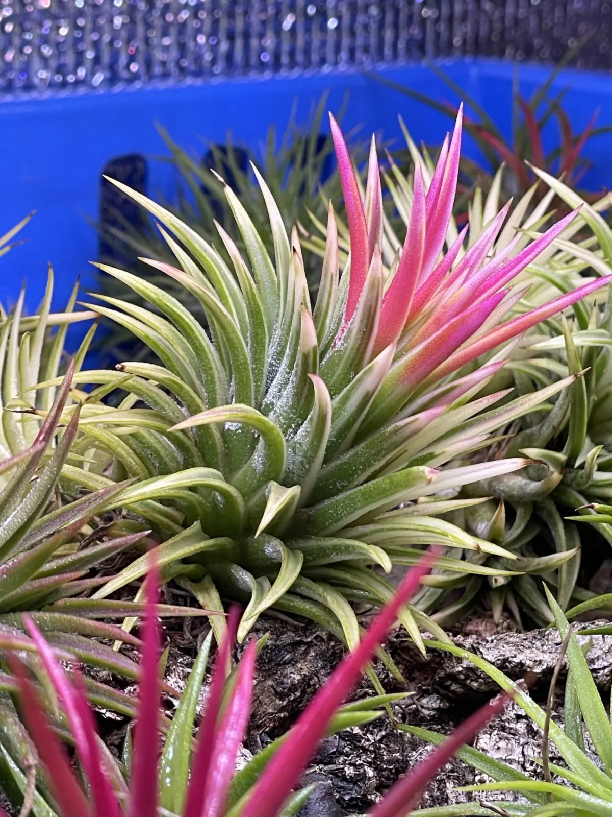 ティランジア　イオナンタ　アルボマルギナータ