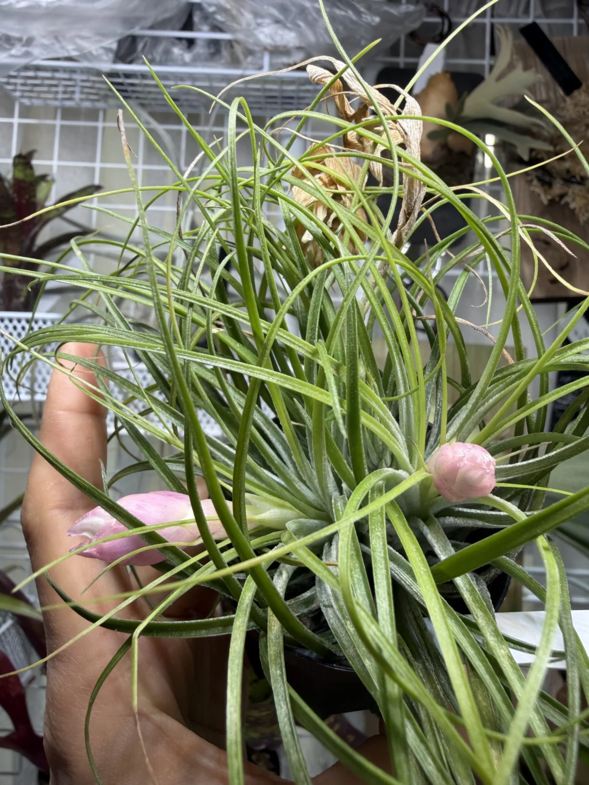 ティランジア　マナ