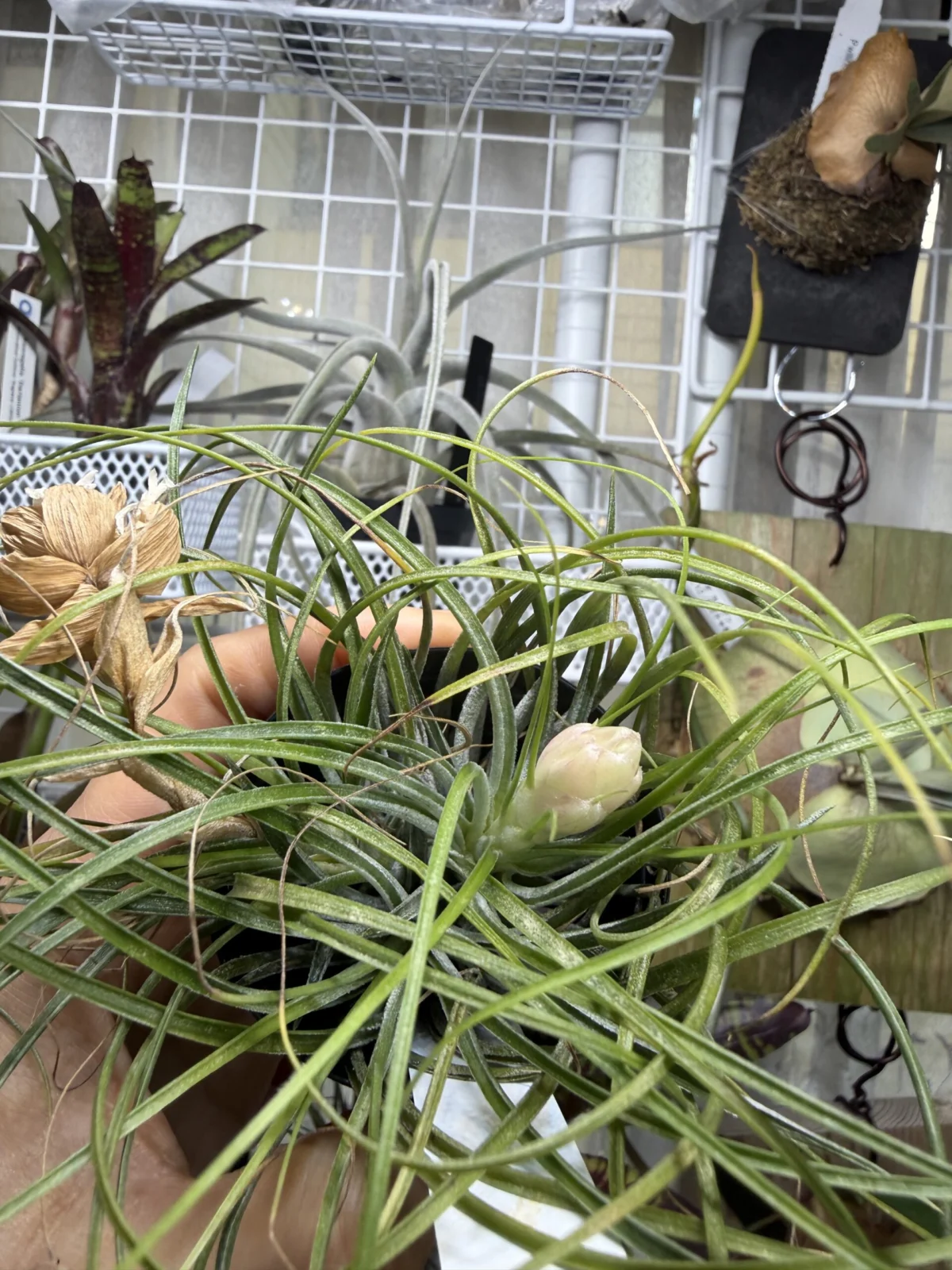 ティランジア　リコ