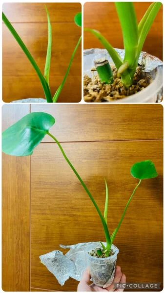 モンステラ　100均　挿木苗　ドリル　気根