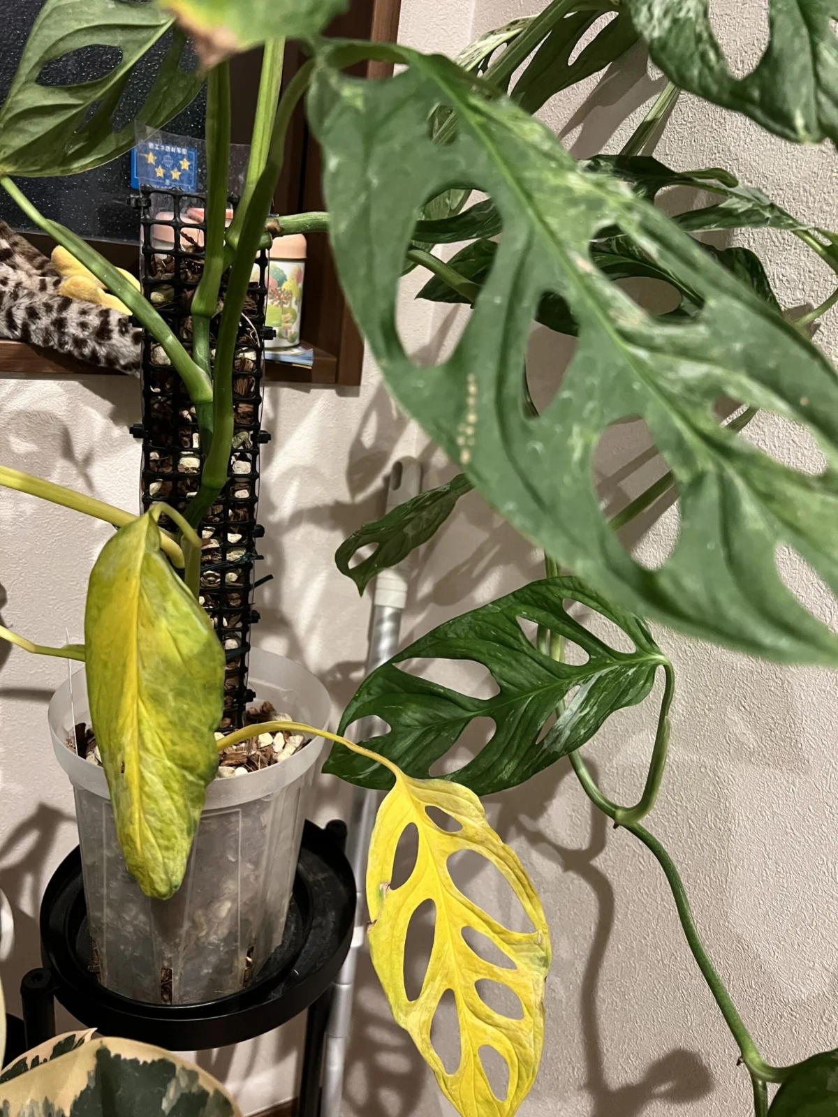 アダンソニー バリエガータ