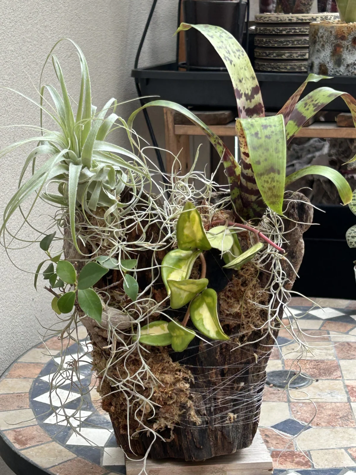 チランジア　フリーセア　ガジュマル　ホヤ　着生