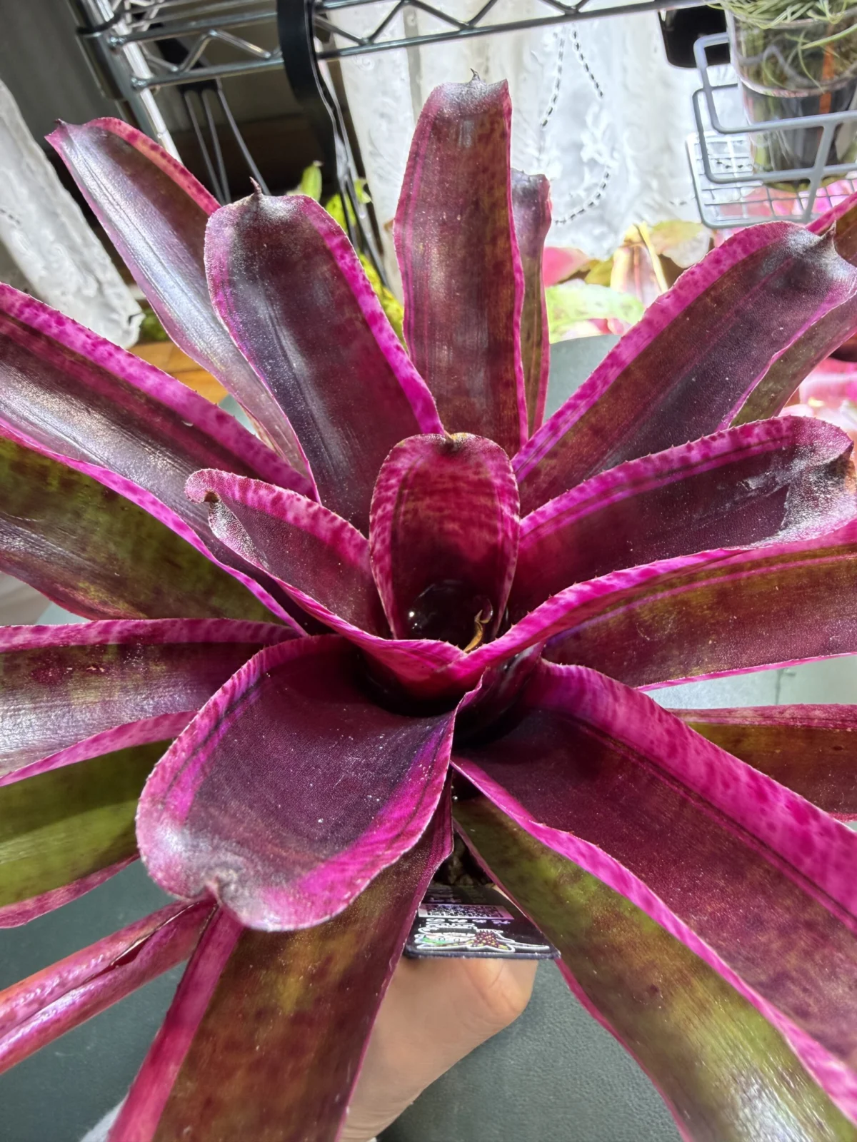 ネオレゲリア　キャンディクラッシュ