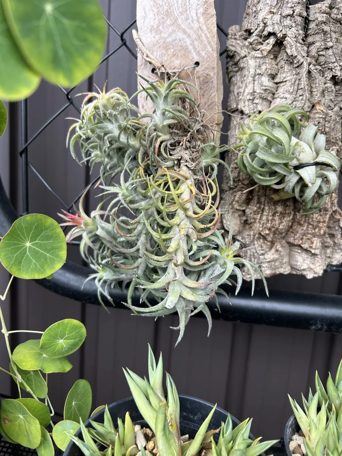 チランジア　バンハイニンギー