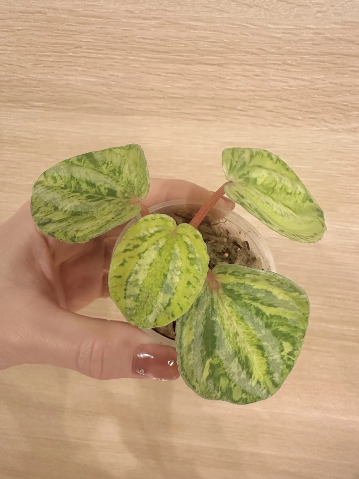 ペペロミア ウォーターメロン バリエガータ