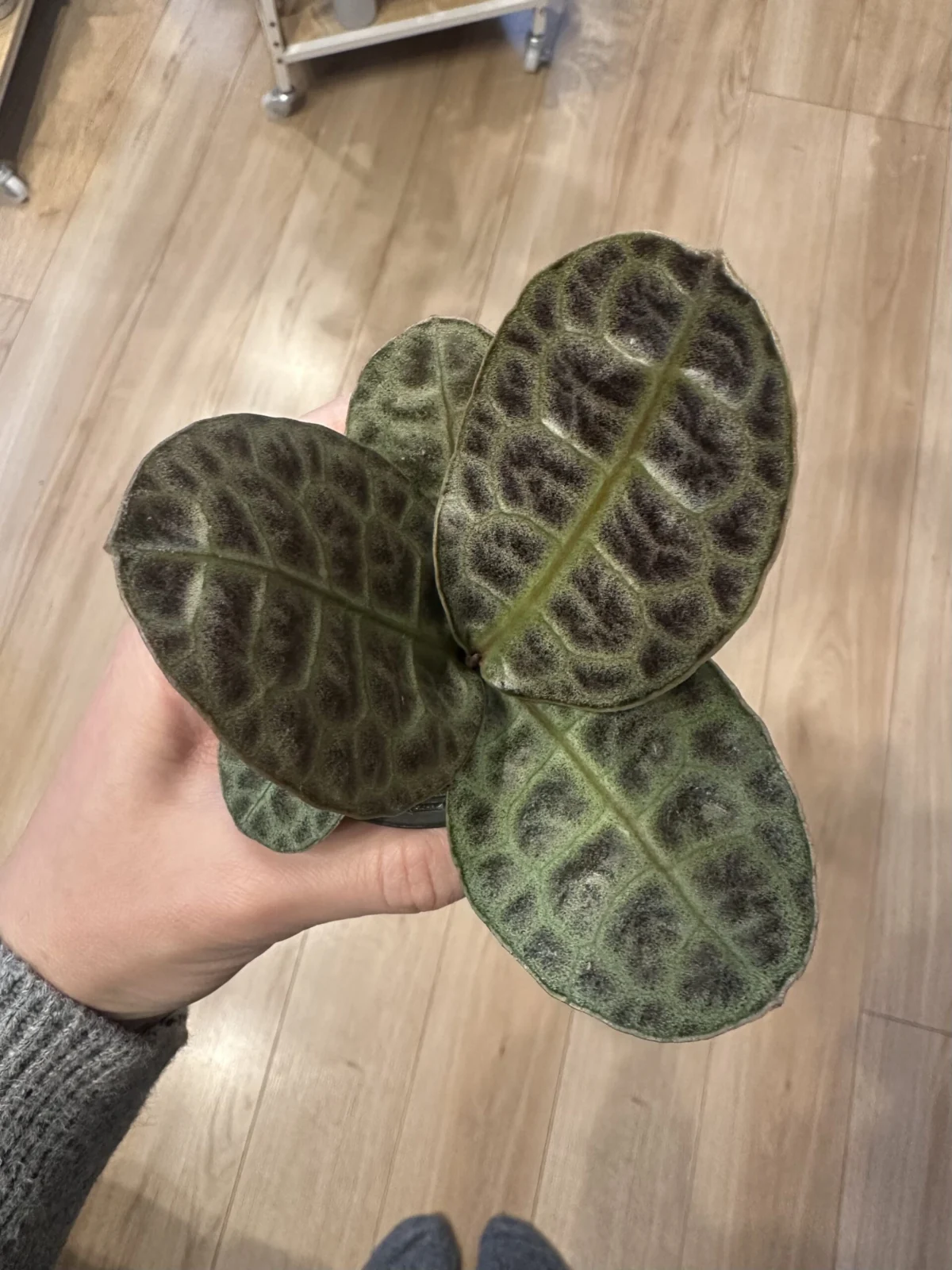 アルディシア sp タートルバック