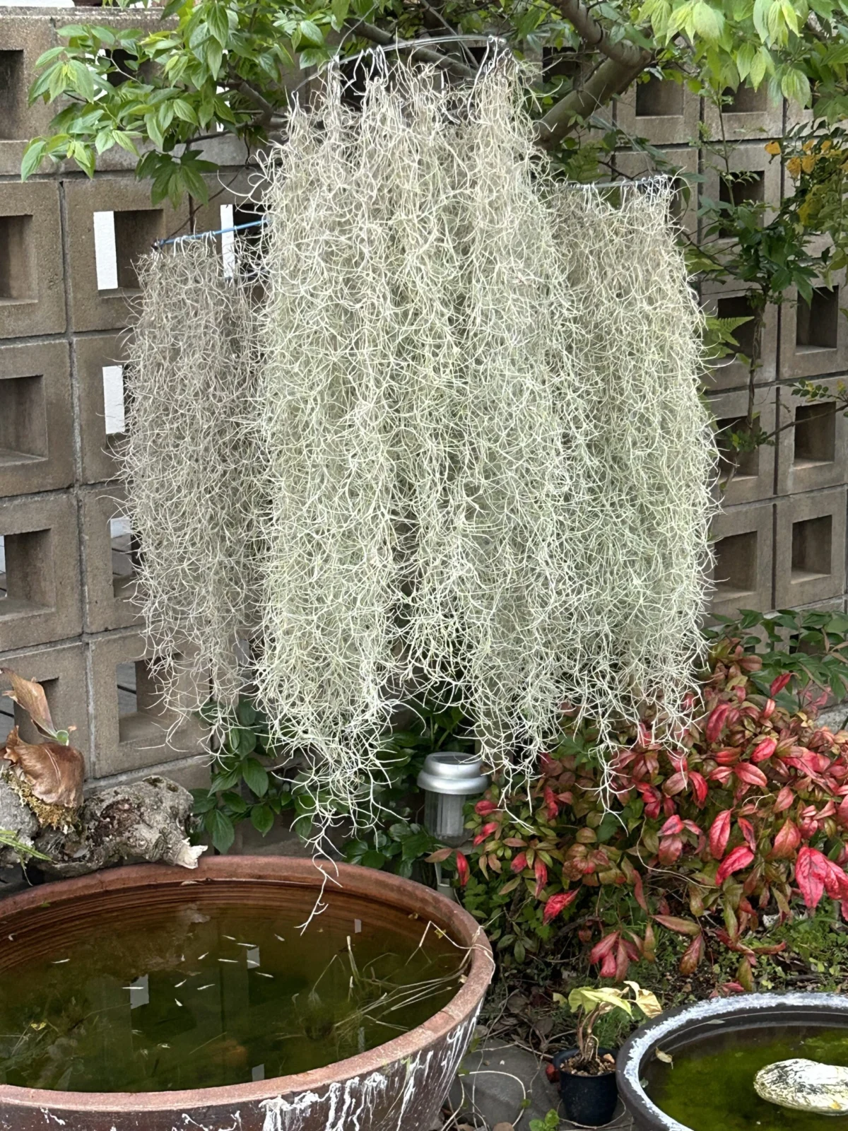 チランジア　ウスネオイデス