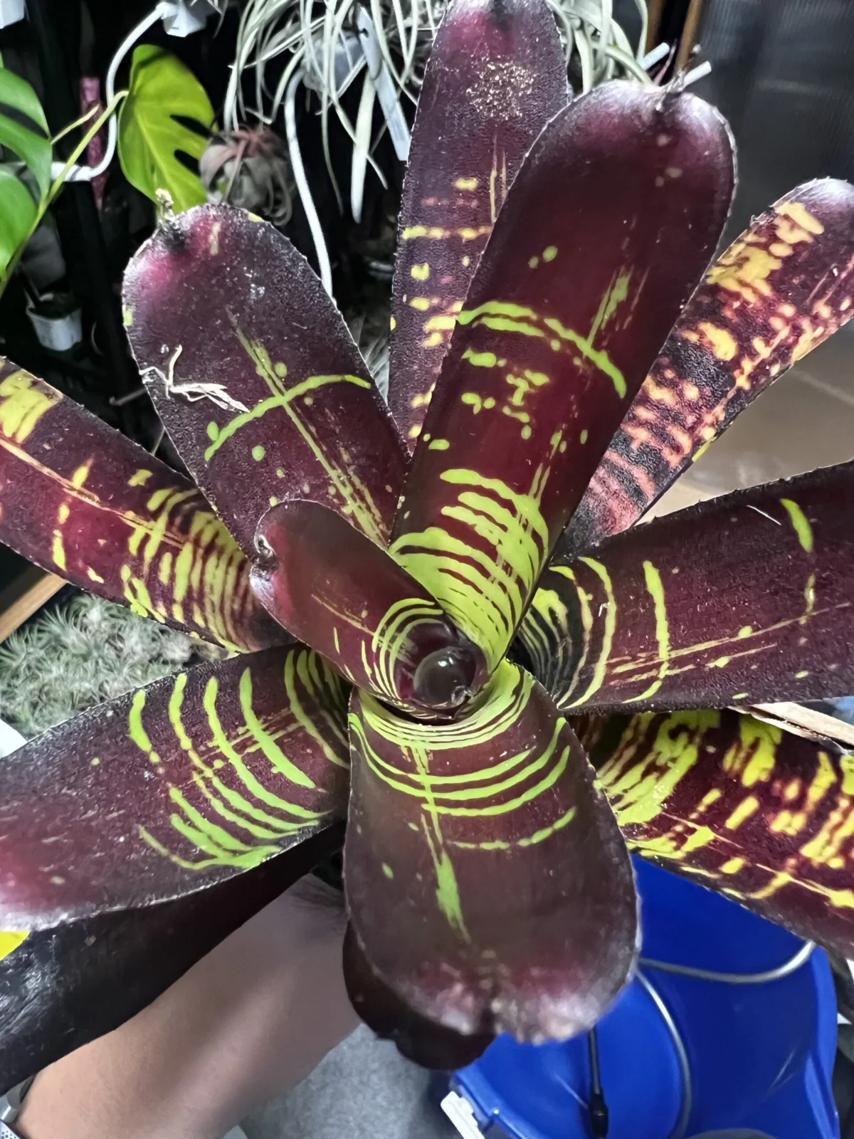 ネオレゲリア　フラッシュポイント