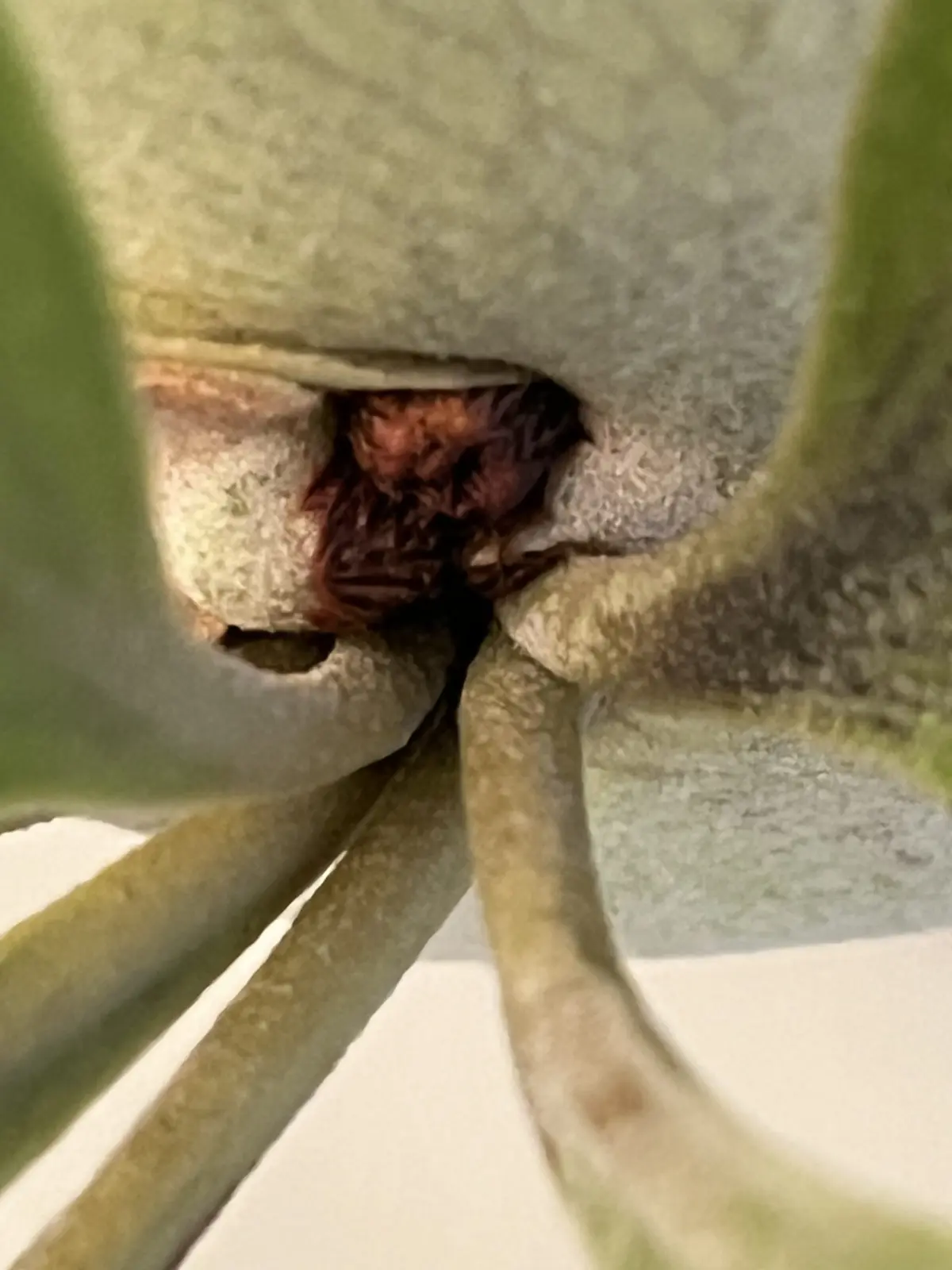 ビカクシダ　Ｗ５×ディバーシフォリウム　胞子培養株