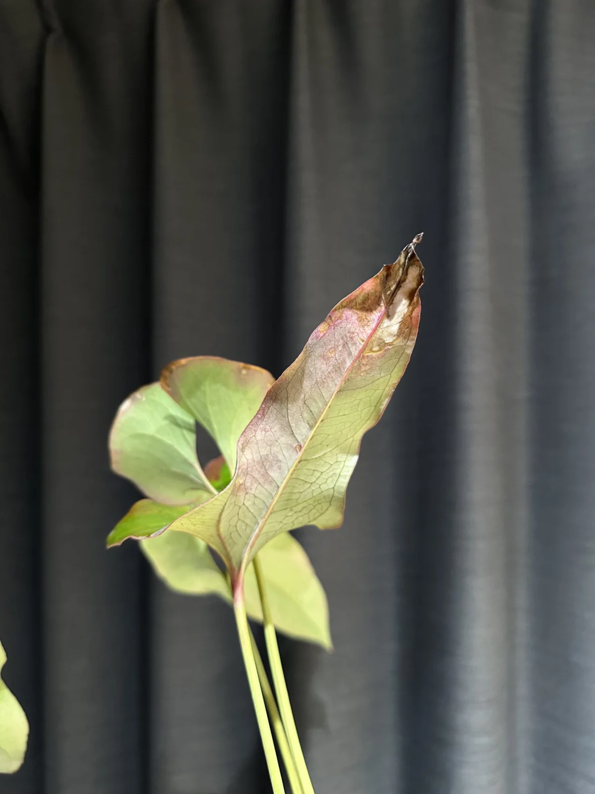 アンスリウム　ブローニー　