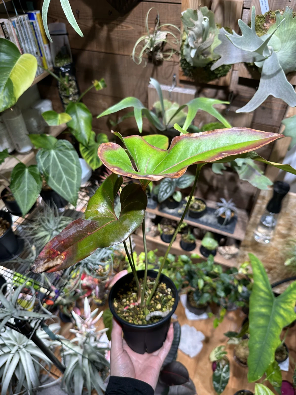 アンスリウム　ブローニー