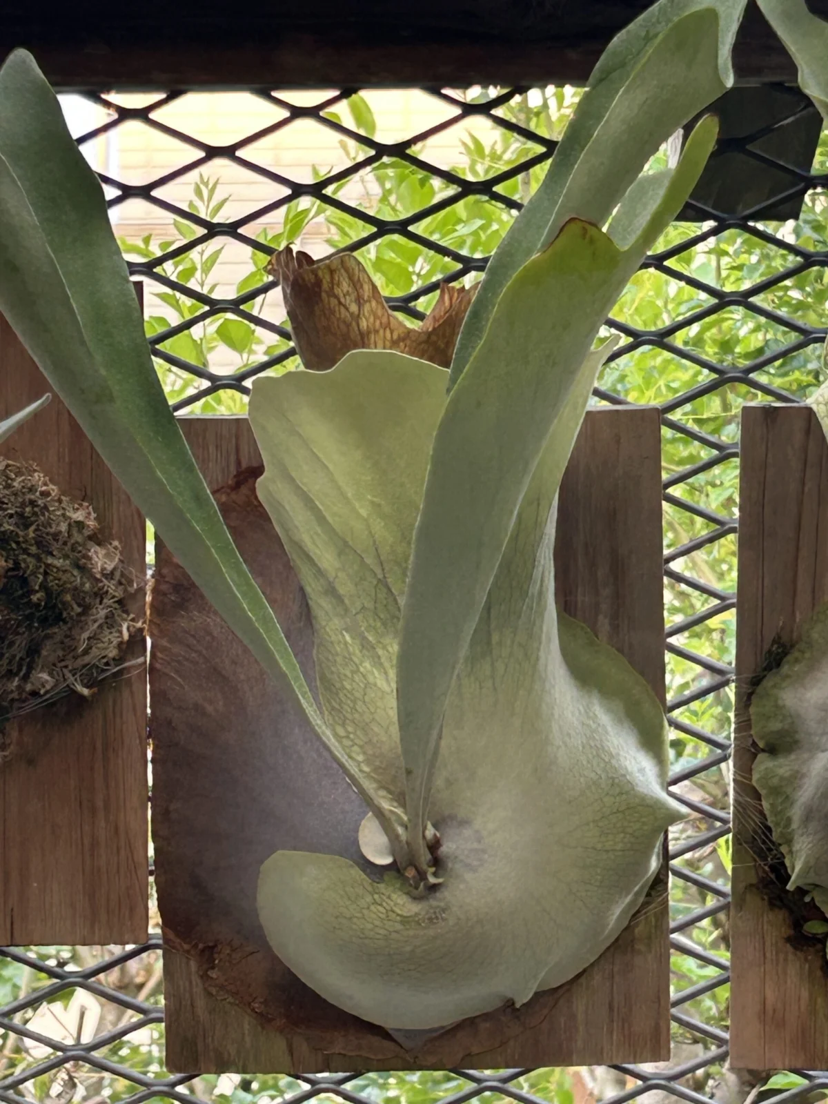 ビカクシダ　ネザーランド