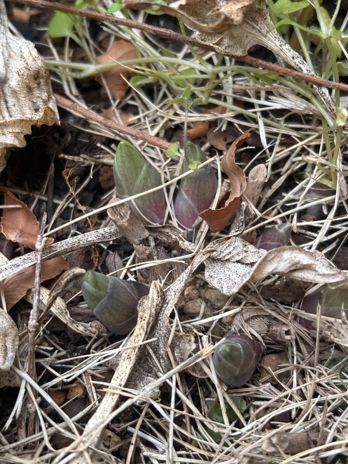 ホスタ　ブルーマウスイヤー