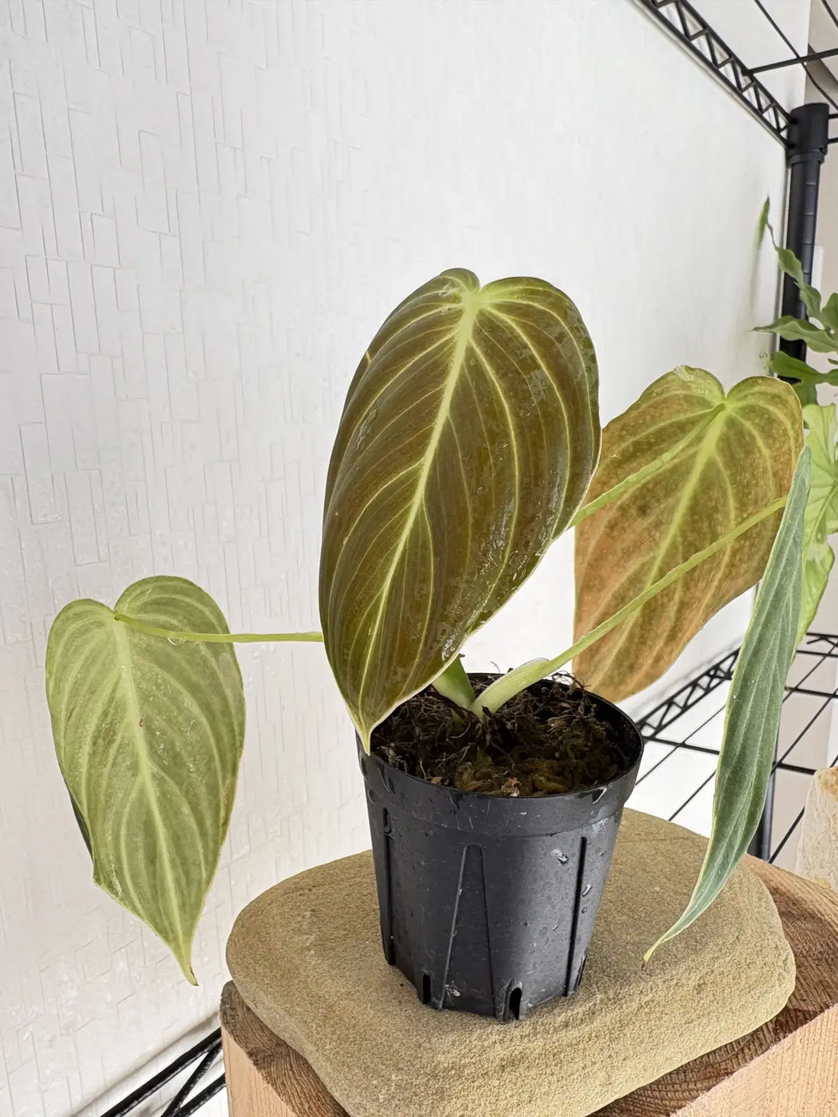 フィロデンドロン　メラノクリサム