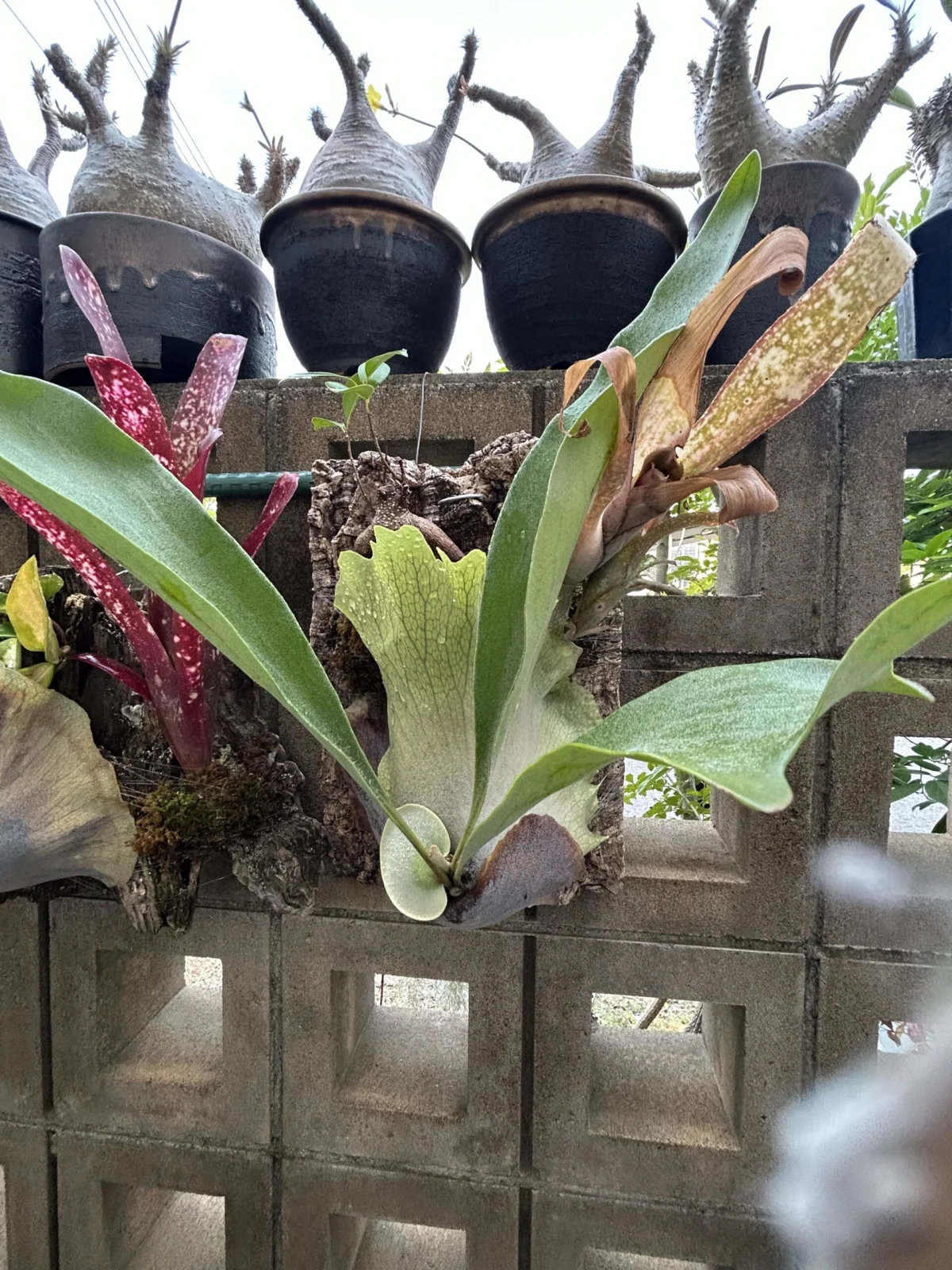 ビカクシダ　ビルベルギア　ガジュマル　コルク着生