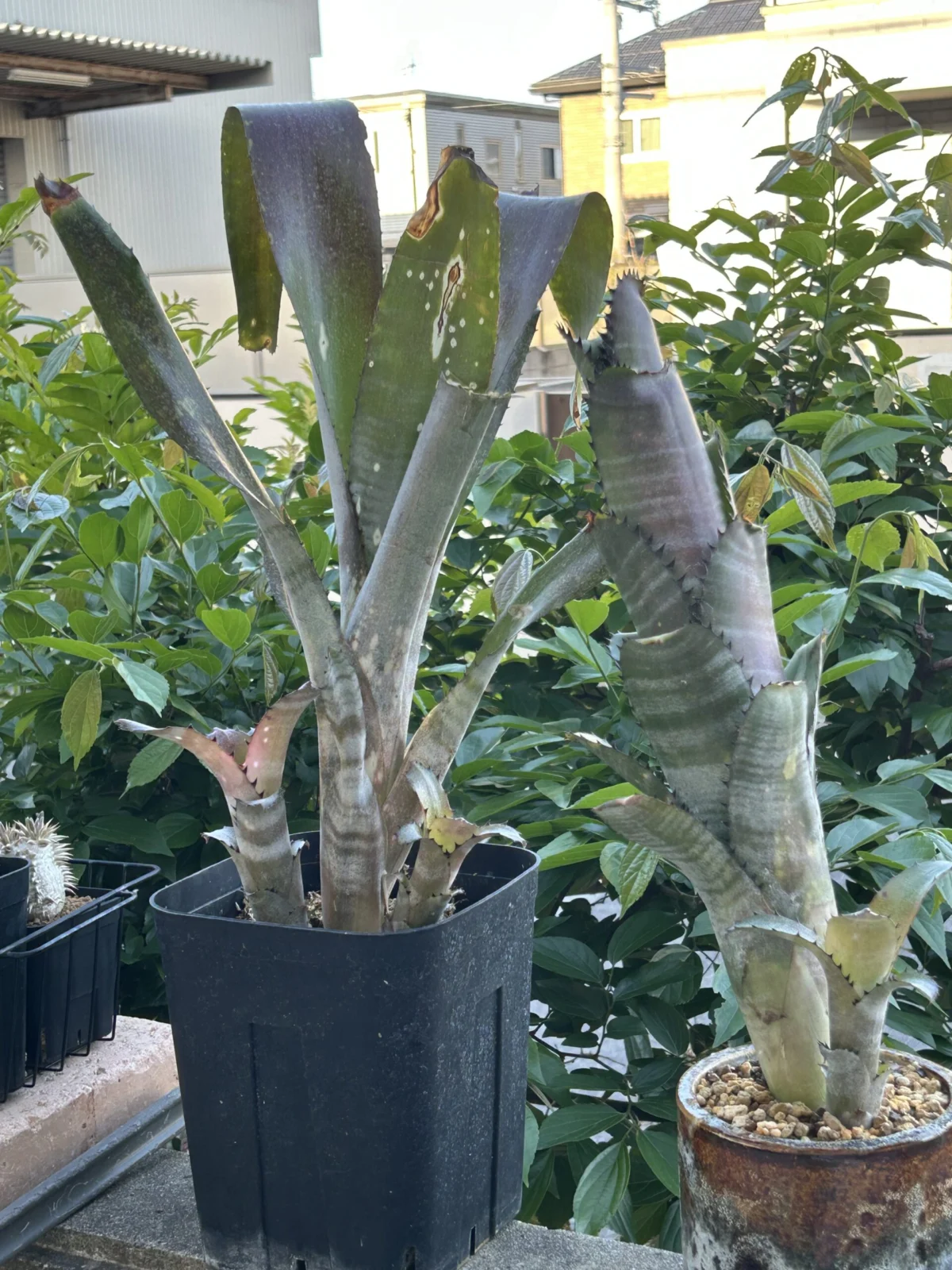 ビルベルギア　カハカイ