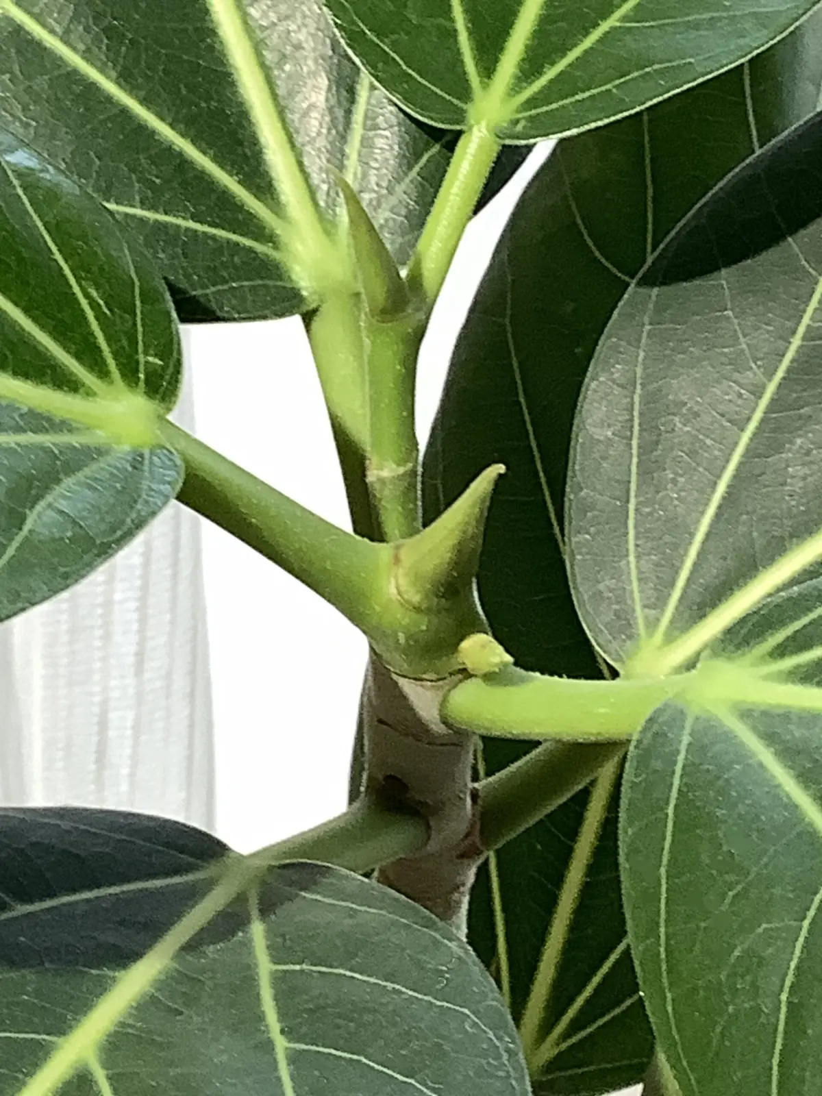 フィカス　ベンガレンシスオードリー