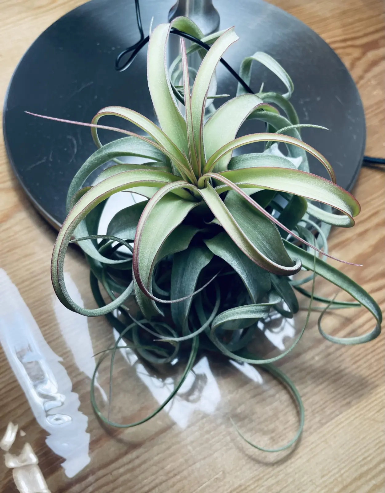 ティランジア　エリサ