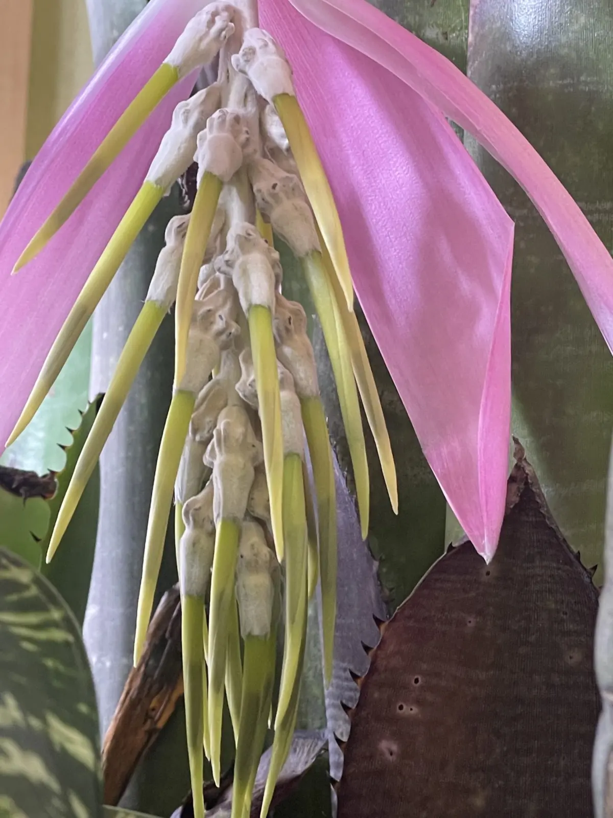 ビルベルギア　ヴィオラセア　スパイク（花序）