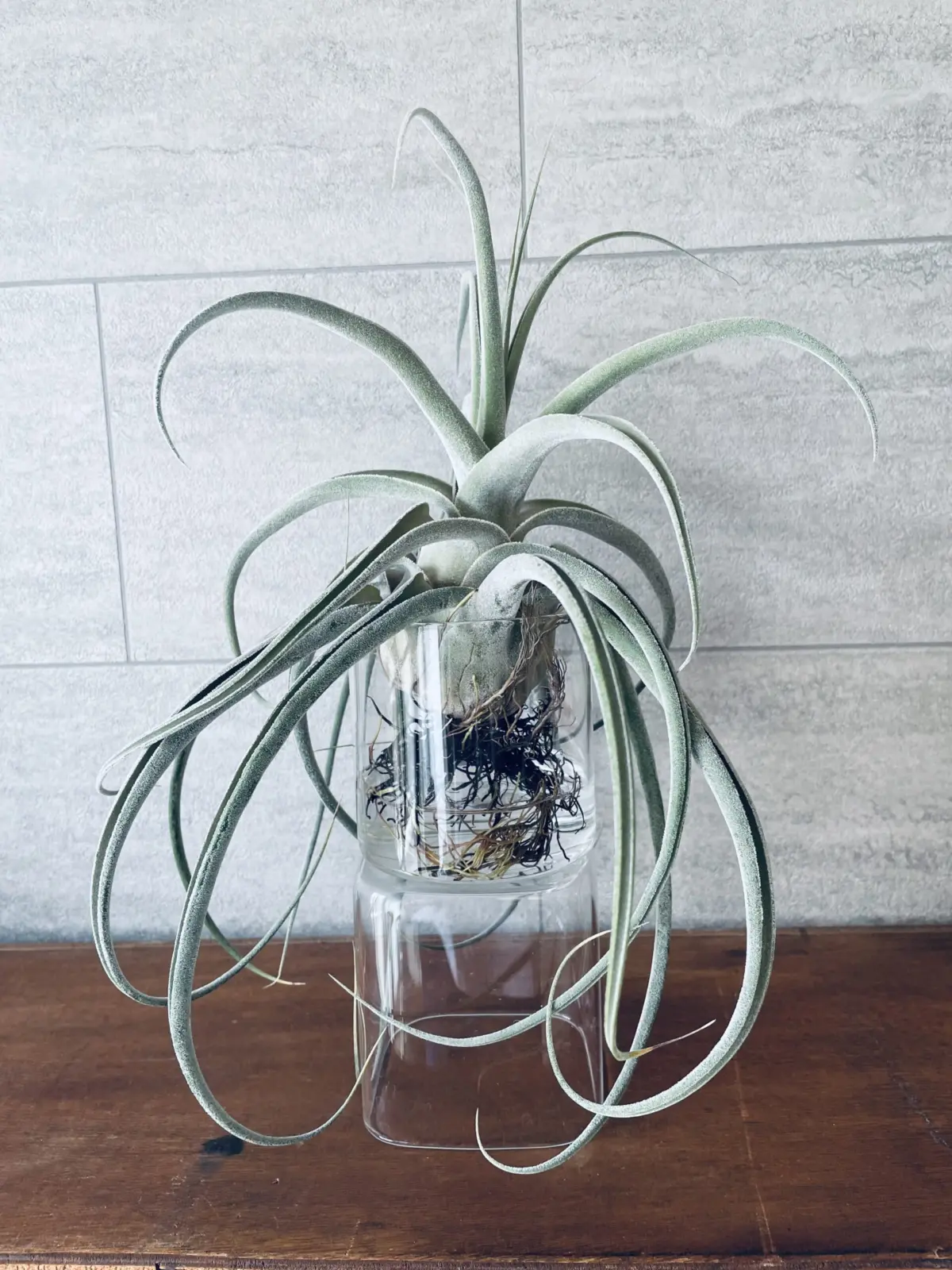 ティランジア　プエブレンシス×エーレルシア