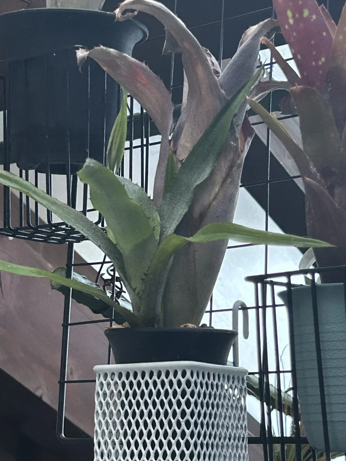 ビルベルギア　アラカイ