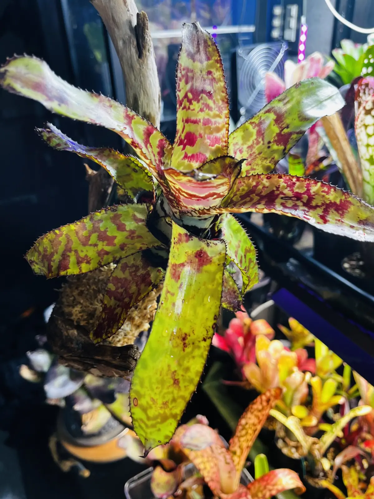 カンメア　ハラワ