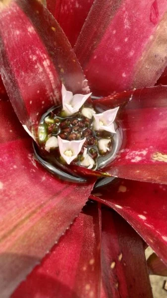 ネオレゲリア　ペミエント　開花