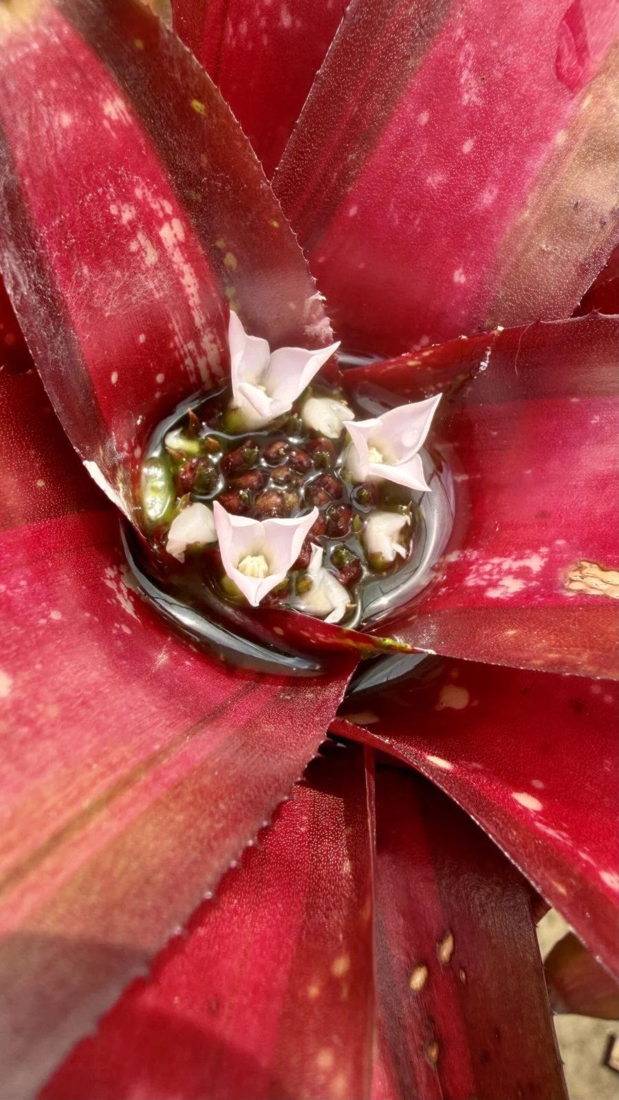 ネオレゲリア　ペミエント　開花