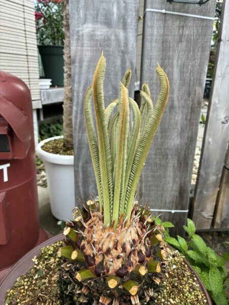 ソテツ　新葉