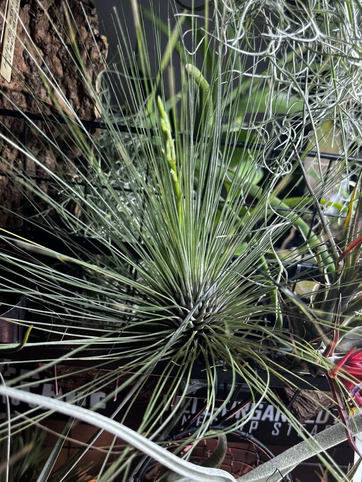 ティランジア　フィリフォリア