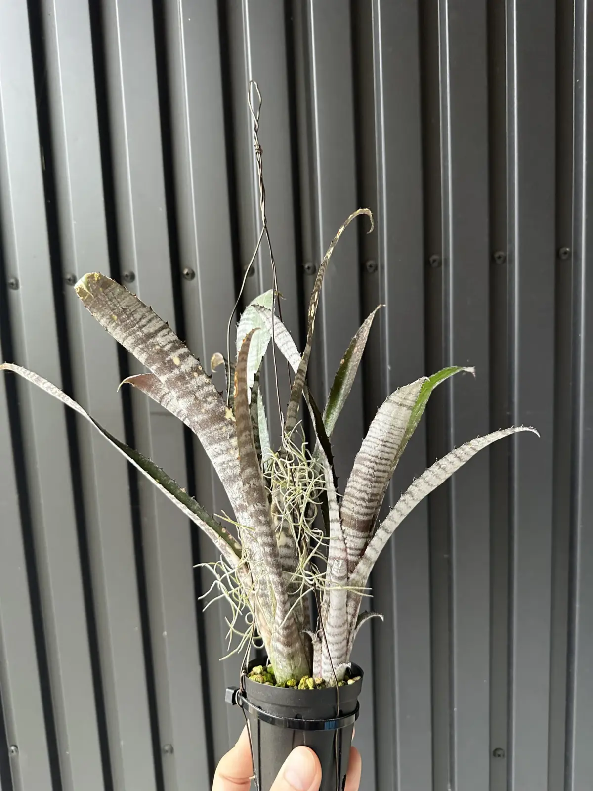 ビルベルギア　パイプライン