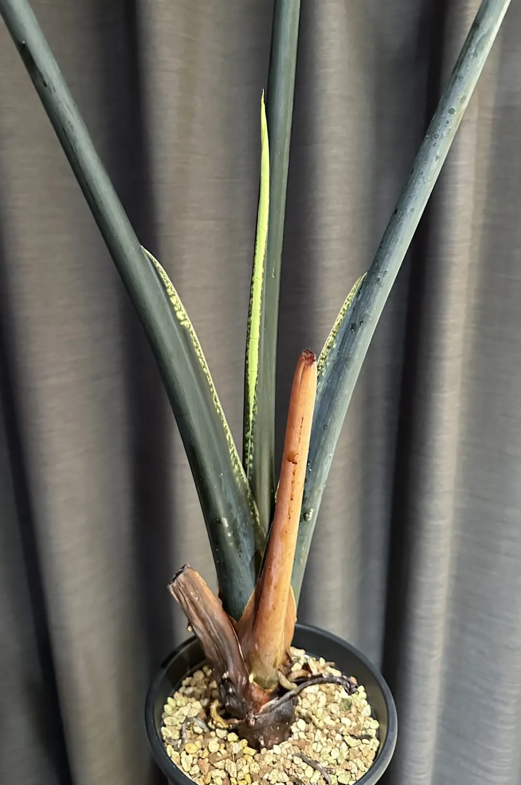 アロカシア ブラックゼブリナ