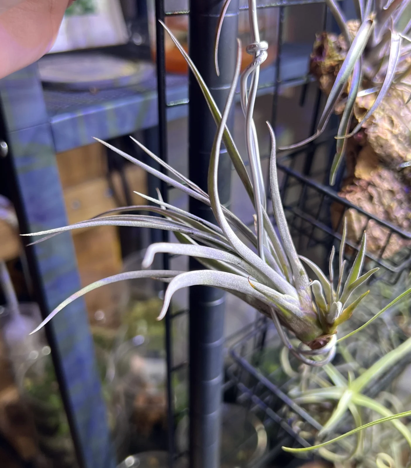 ティランジア　札落ち　お片付け箱