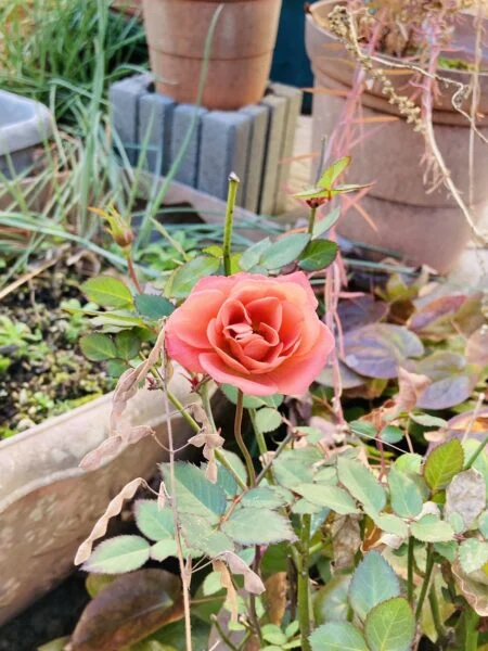 薔薇 バラ テディベア
