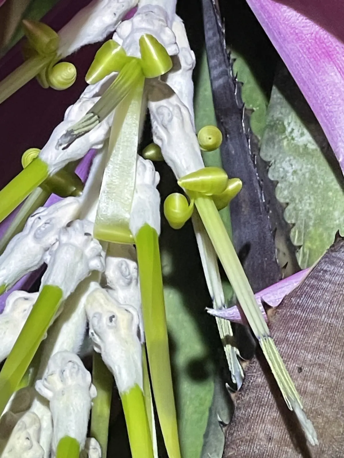 ビルベルギア ヴィオラセア 花