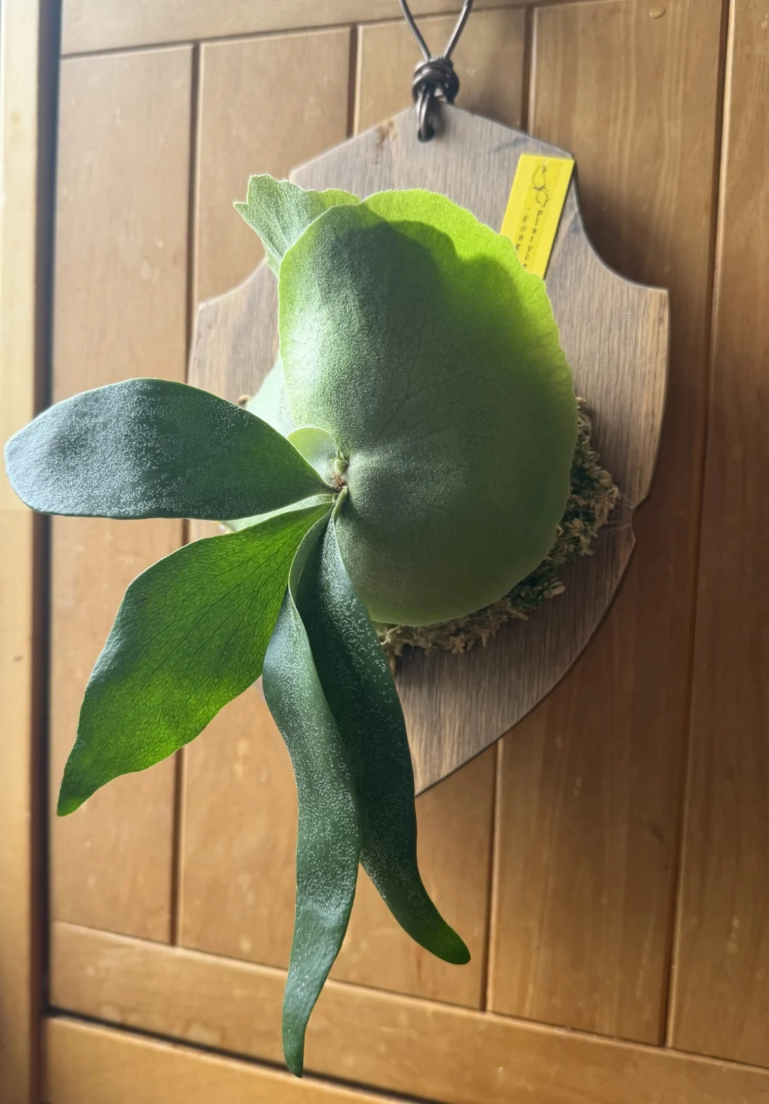 ビカクシダ フーンシキ