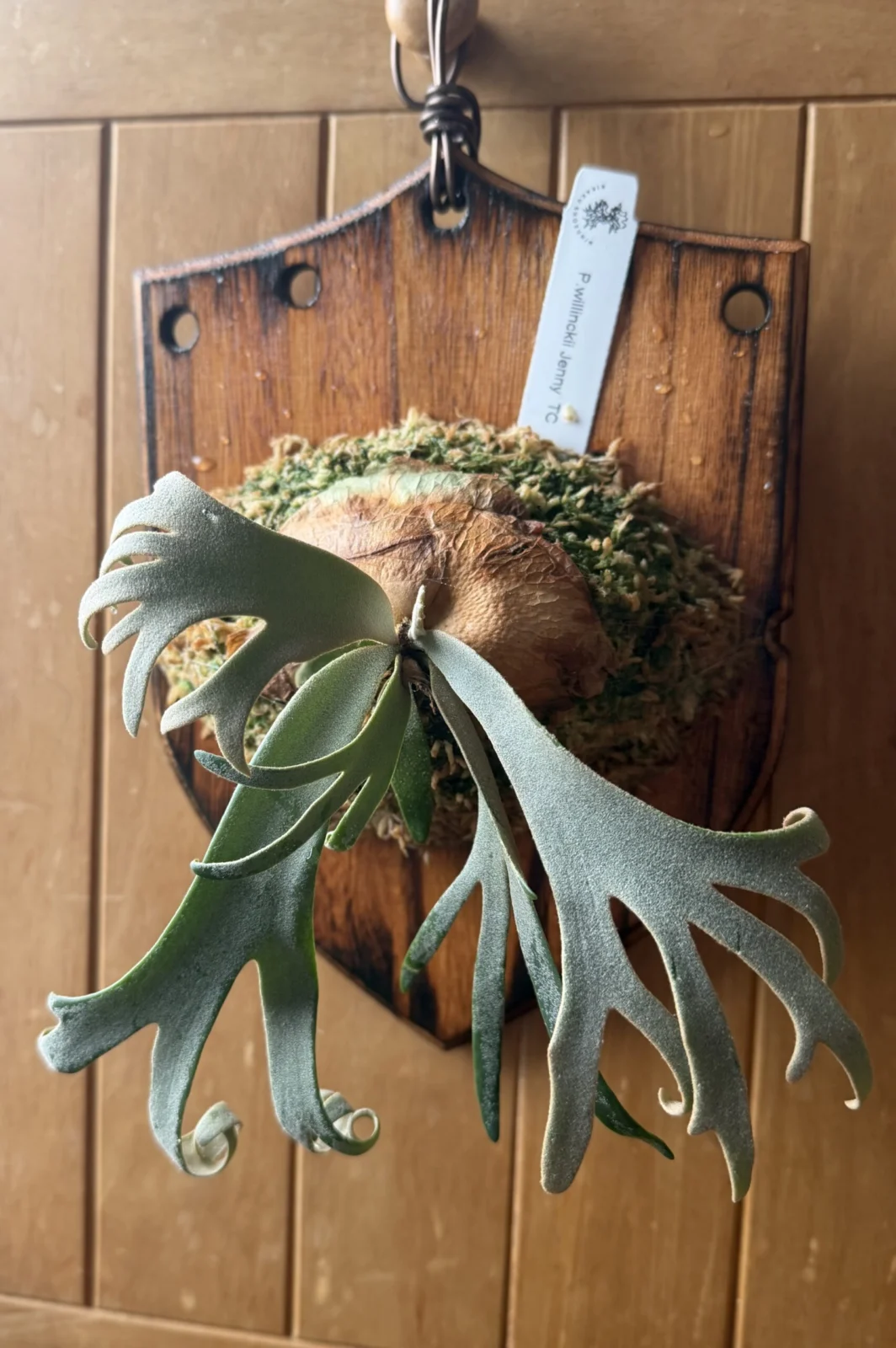 ビカクシダ ウィリンキー ジェニー