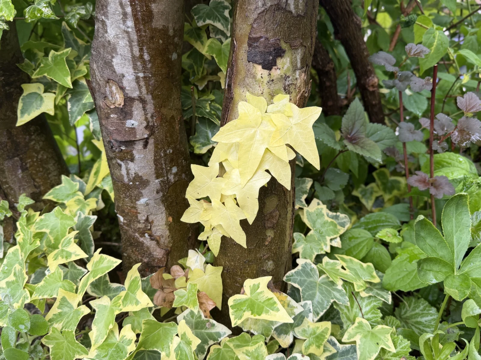 へデラ アイビー