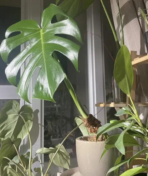 モンステラ デリシオーサ 気根育成中